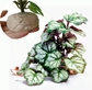 Green Heuchera Micrantha