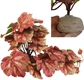 Pink Heuchera Micrantha